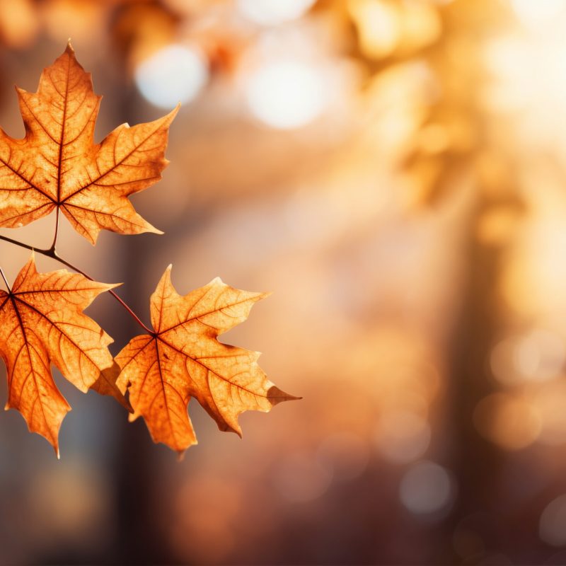 view-dry-autumn-leaves-fallen-street-pavement
